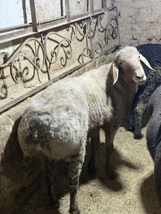 Кой сотилади  срочно