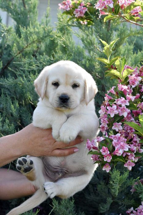 pui Labrador Retriever galben cu Pedigree