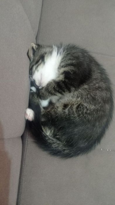 Кошка породистая