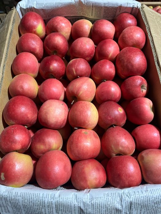 Яблоко сорта Румянка