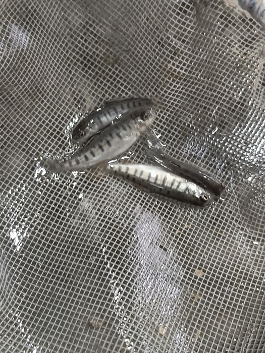 Малек Форели от 1 грамм