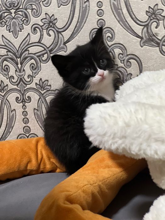 Шустрый котенок2 месяца девочка.