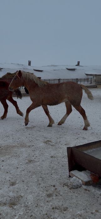 Жеребчики на племя