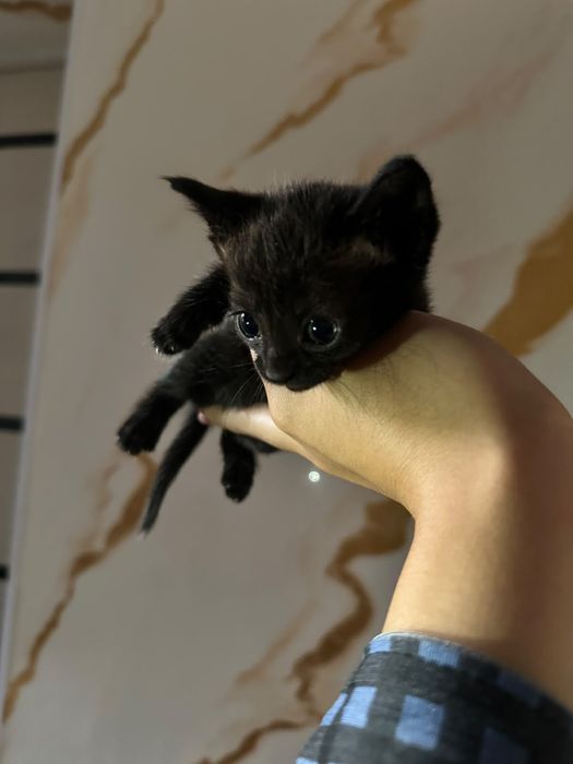 котята бесплатно