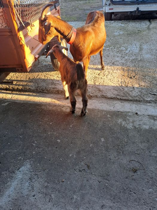 Vind capră metis angonumbian la prima fătare la doi ani e din capră bu