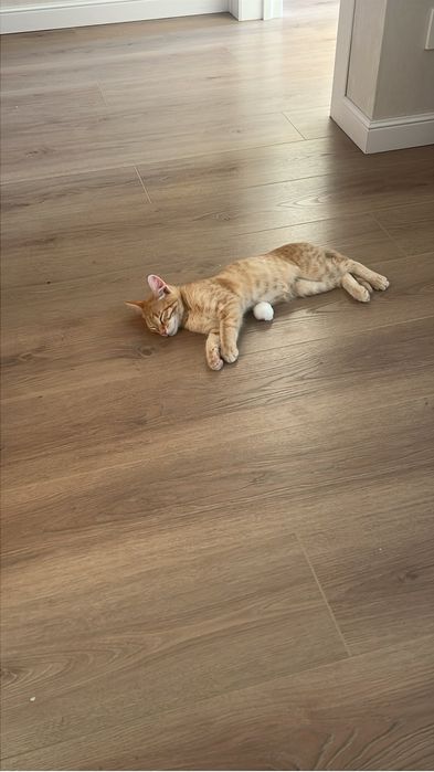 Отдам котенка в добрые руки