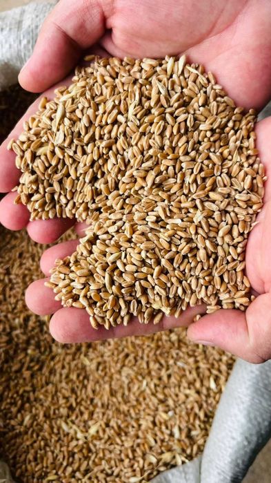 Пшеница/Бидай Көтерме және Бөлшек саудада