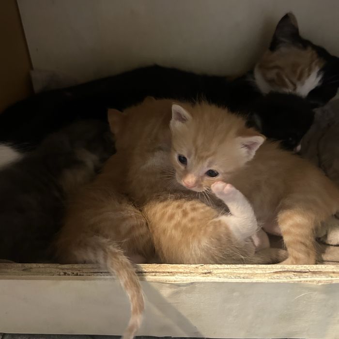 Отдам котят в добрые руки !!!