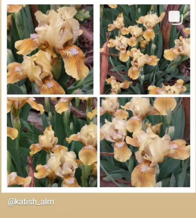 Карликовые ирисы