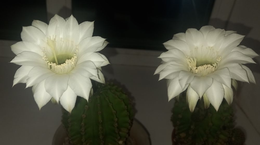 Кактус, взрослый, 5 лет