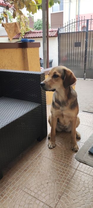 Donez Cățelușa pentru curte