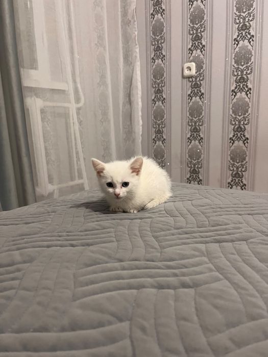 маленький белый котенок