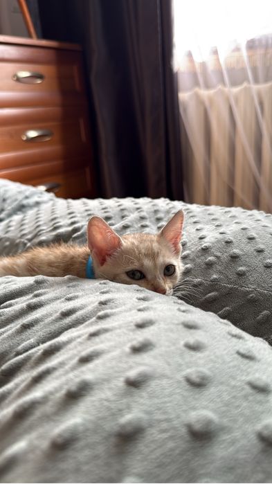 Продаю котенка бенгала
