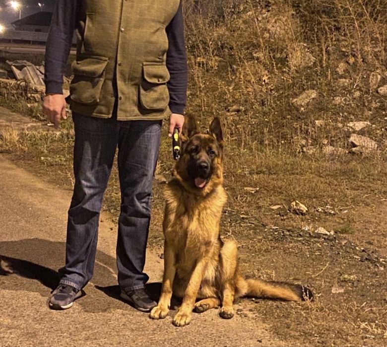 Вязка немецкая овчарка, кобель