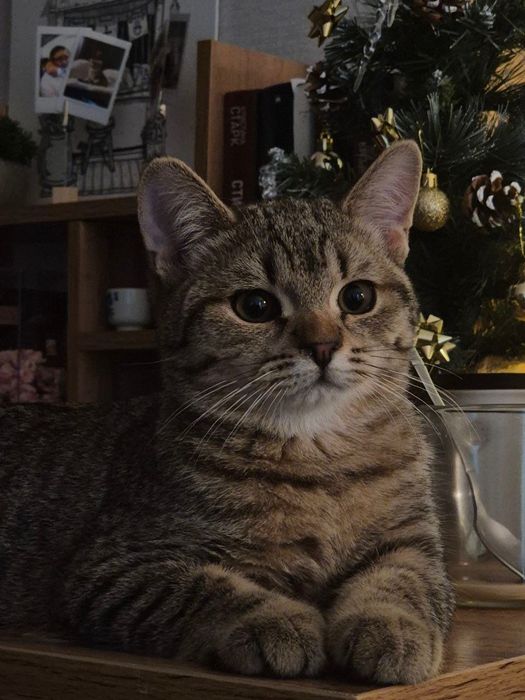 Отдаем кота даром в хорошие руки