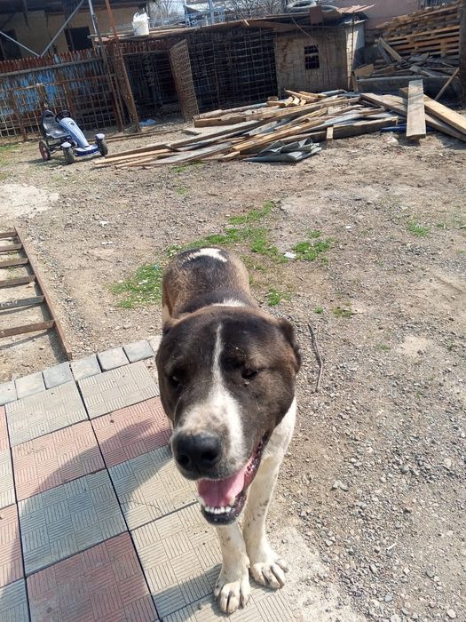 Алабай срочна сатылады