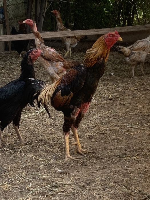 Шамо ата қораз сатылады