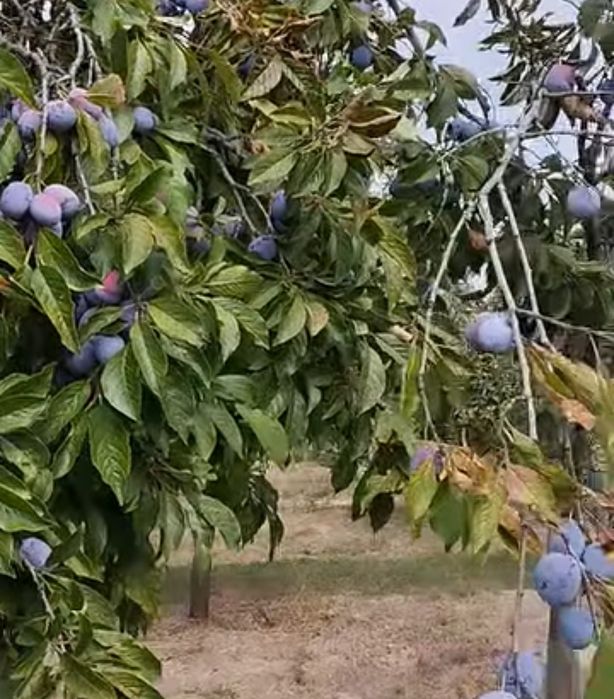 Prune pentru țuică,Anna Spath!