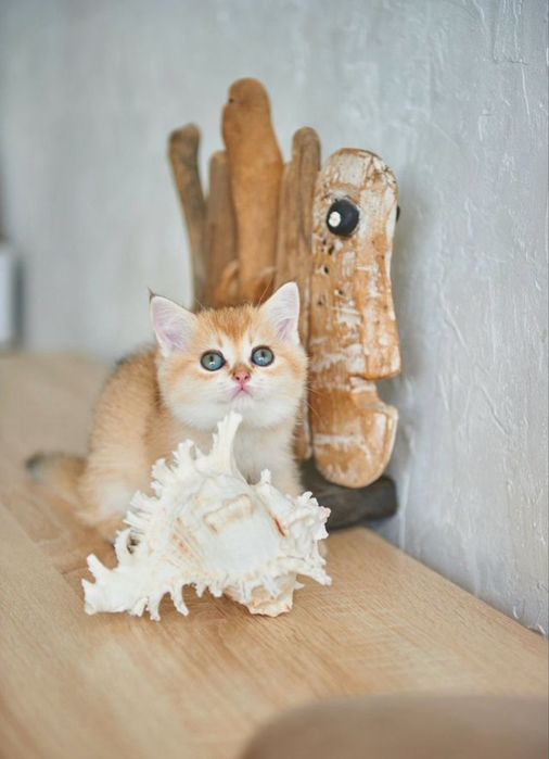 Британские котята шиншилла
