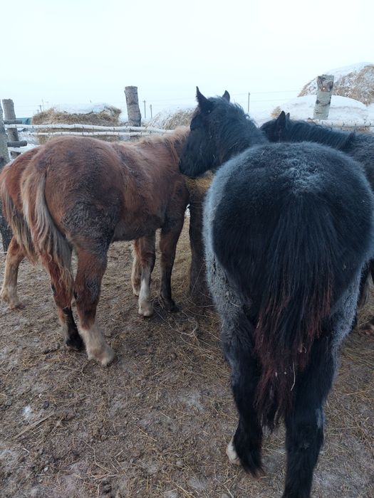 Продам тяжеловозов жеребчиков