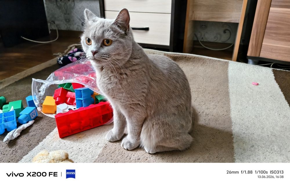 Кошка домашний британка