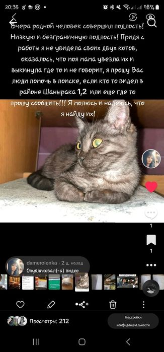 Пропали котята 3 МЕСЯЦА И 6