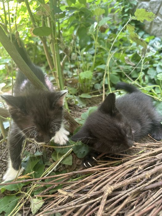 Pui maine coon metis