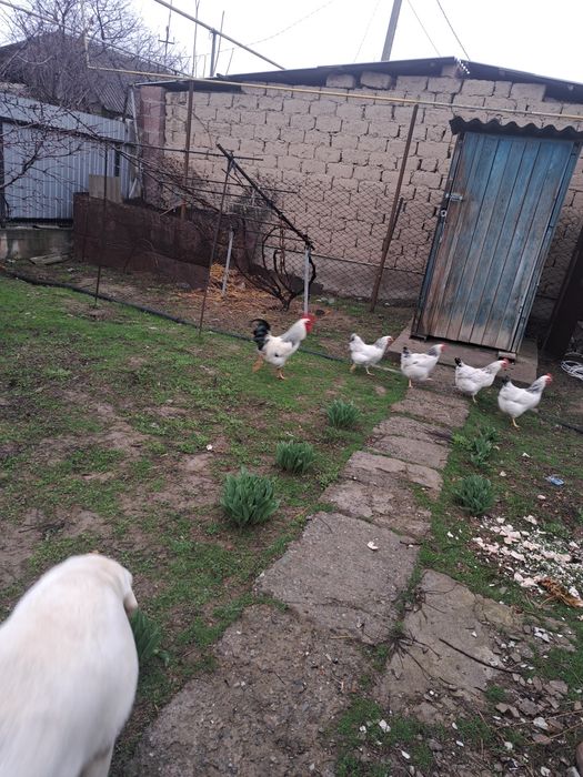 Продам цыплята Адлере серебристый