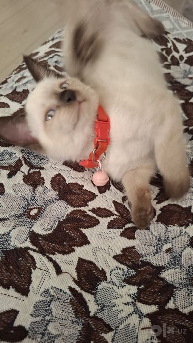 Кошка мальчик Максимчик