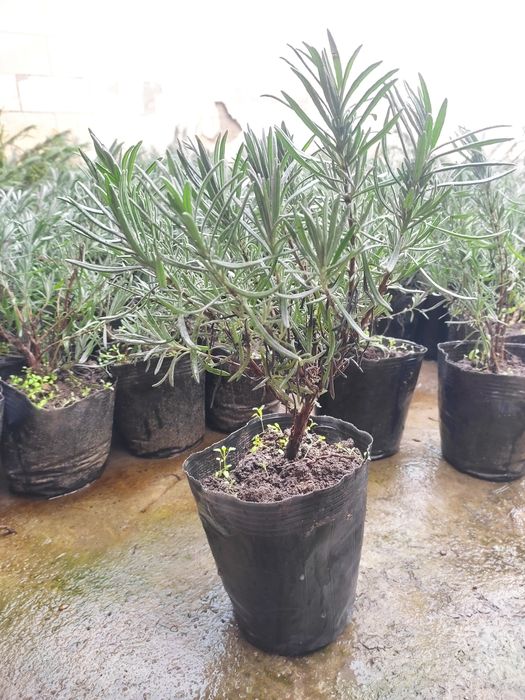 Lavanda  лаванда ko'chatlari sotiladi