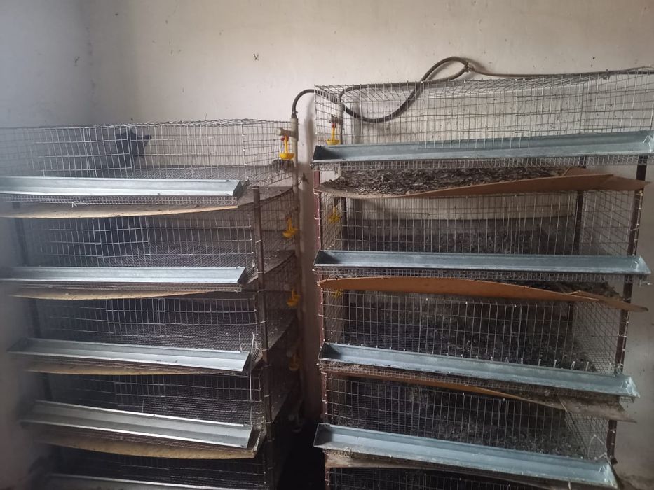 Клетки для перепелки бодене