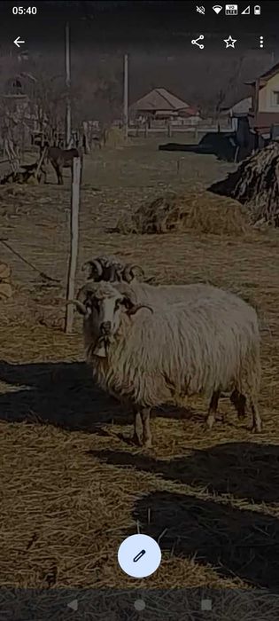 Berbecii de vânzare