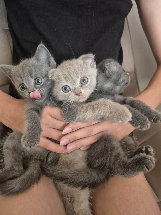 Продам котят шотландских