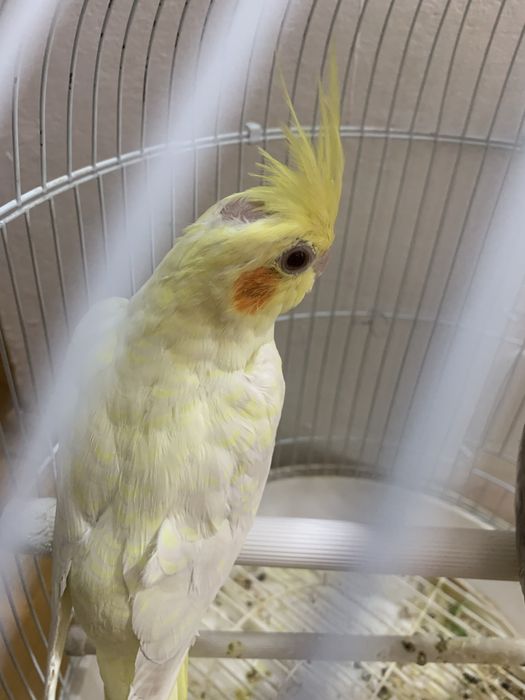 Papagal Nimfa (fete)