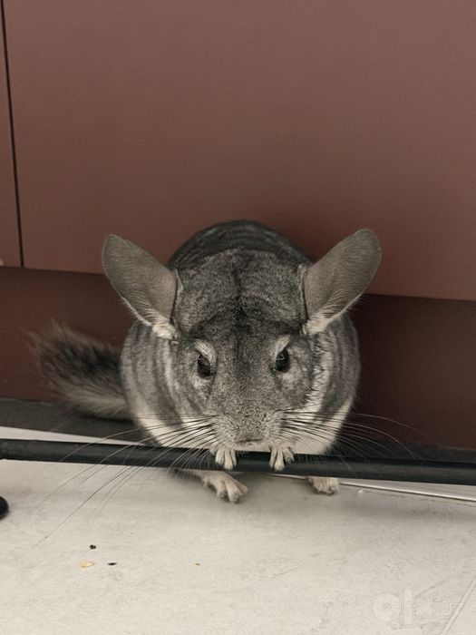 Шиншиллы Грызуны