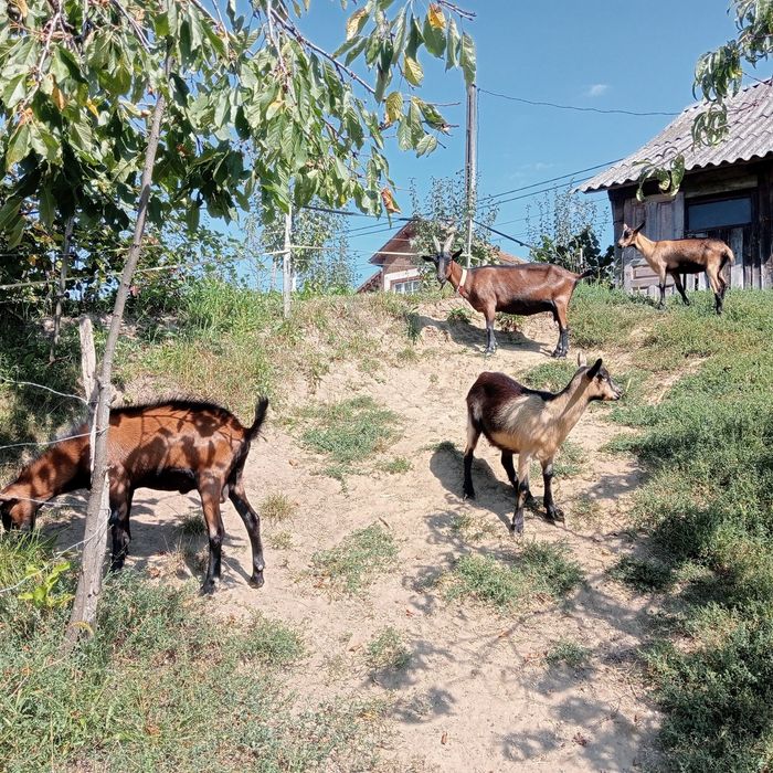 Capre alpine din părinți cu actecte