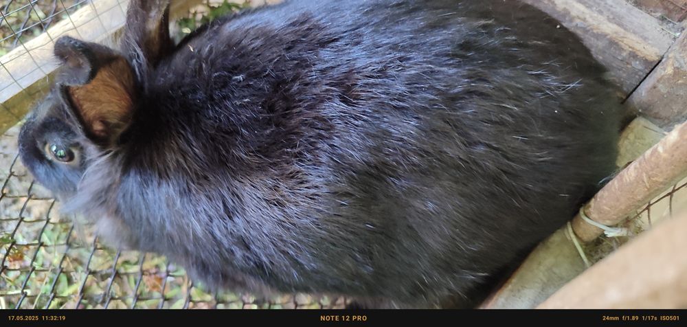 Кролики породы львиноголовые