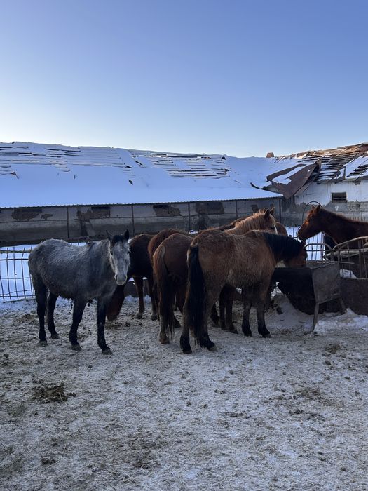Жылкы бордакы семиз