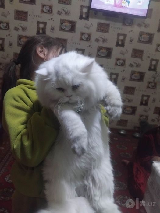 Скотиш страет хеланд вияскага