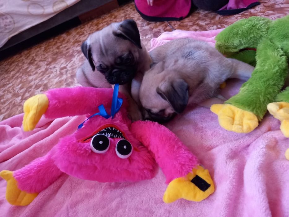 Продам щенков мопса.