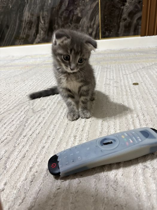 Продам Котенка Веслоухи