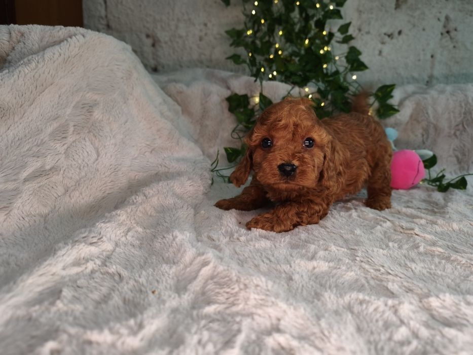 Vand baietel Cavapoo F1b red