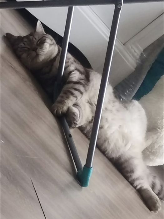 Срочно отдам кота