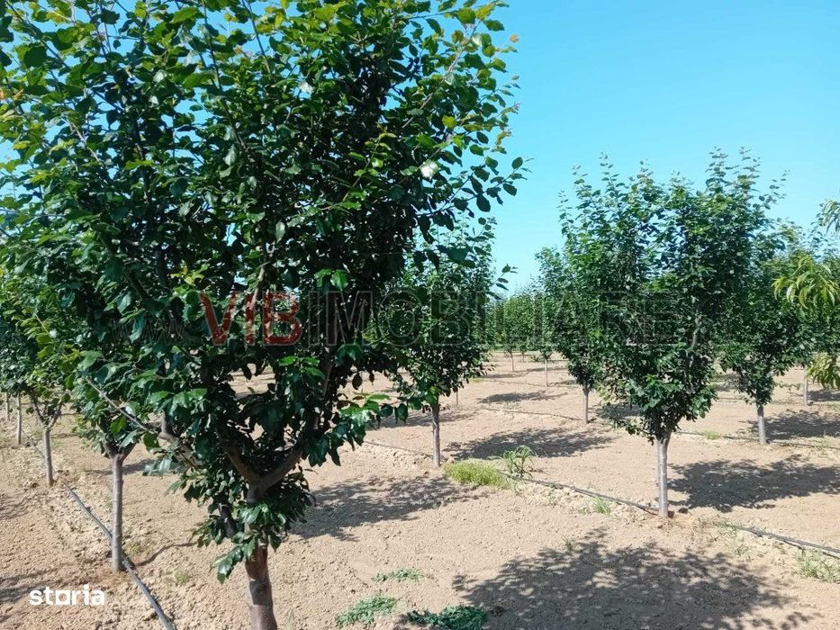 Teren intravilan 16.000 mp | Livadă mixtă | Front stradal 85 ml | Util