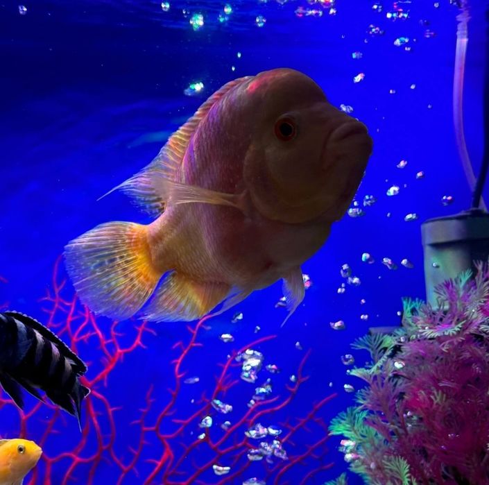 Продаётся Рыбка Цихлазома цитроновая