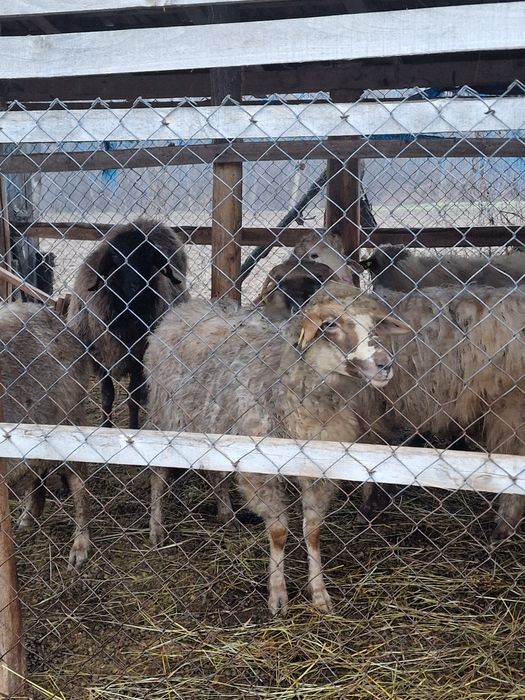 Se vând 4 oi țurcane