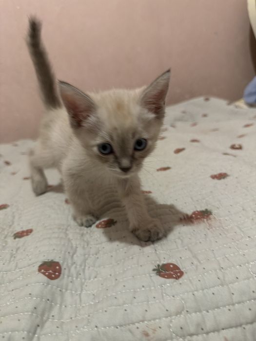 котенок бесплатно (конаев)