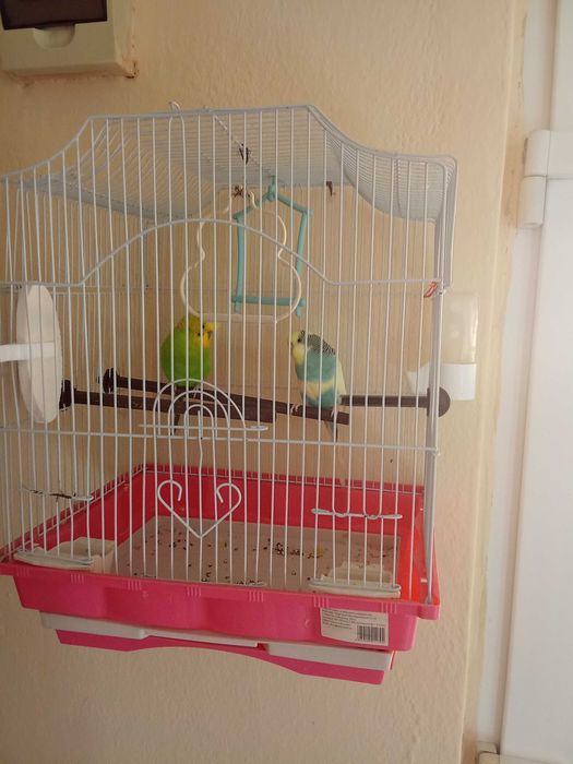 Vând papagali perusi