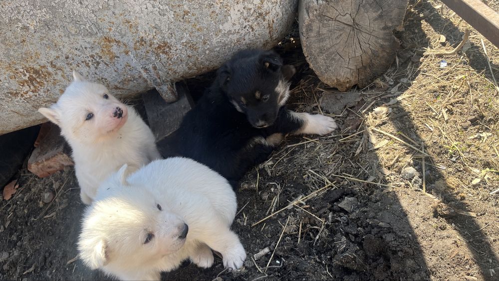 Шенок от лайкий продам