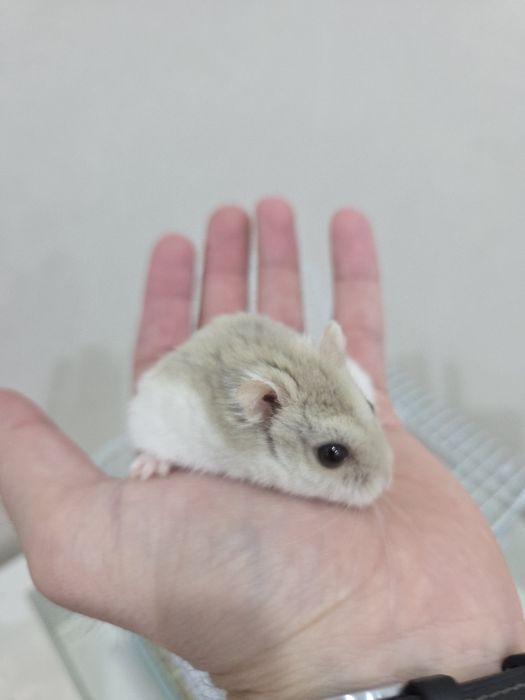 Отдам в хорошие руки хомяка